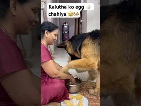 Recent post by Champ The Gsd