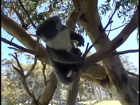 Recent post by Koalafication