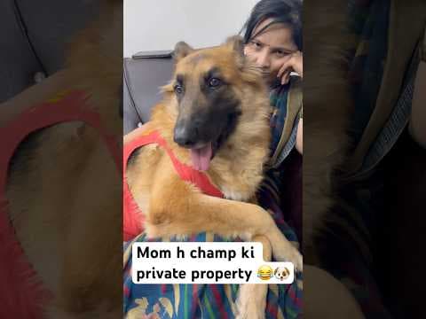 Recent post by Champ The Gsd