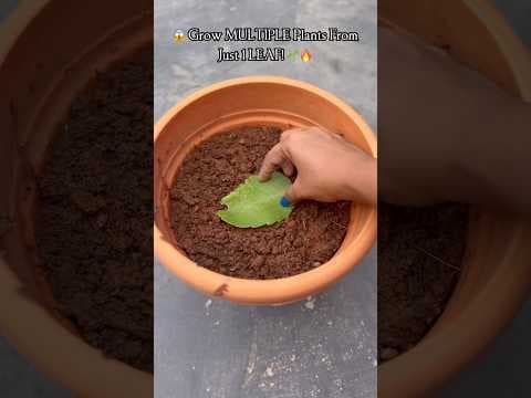 Recent post by Vasundara kamalla