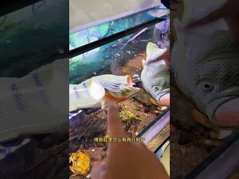 Recent post by Abhishek Vlogs 07