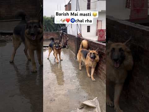 Recent post by Champ The Gsd