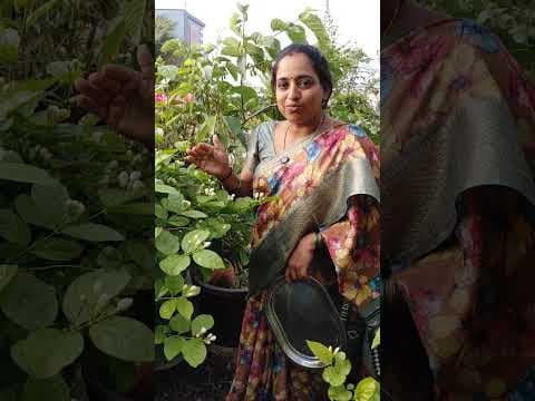 Recent post by TELUGU GARDEN VLOG
