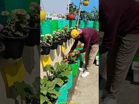 Recent post by Gardening Aasaan Hai