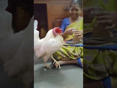 Recent post by Vijay Vlogs