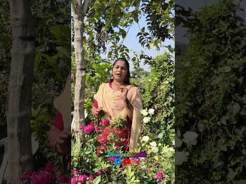 Recent post by Mana Devi Muchatlu