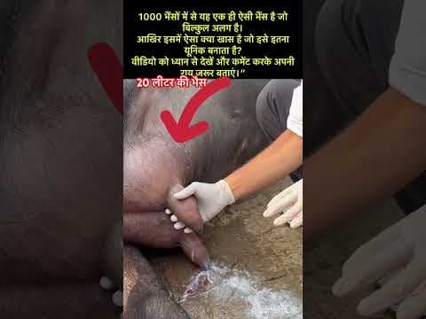 Recent post by Vet Surgery