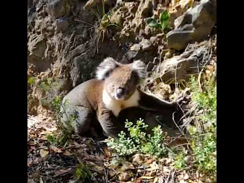 Recent post by Koalafication