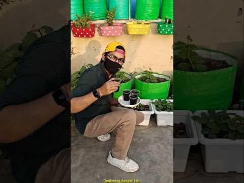 Recent post by Gardening Aasaan Hai