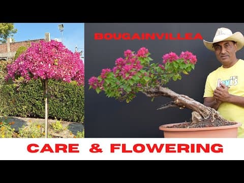 Recent post by Bonsai Hunter