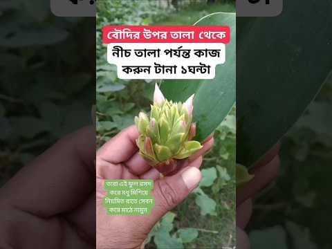 Recent post by Hakim Rashid Naogaon