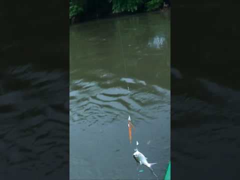 Recent post by Fishy Vlogs - Ajay Thiruvalla