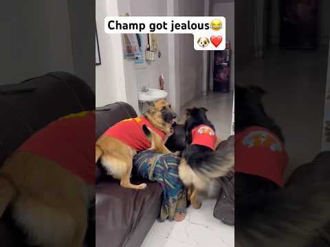 Recent post by Champ The Gsd