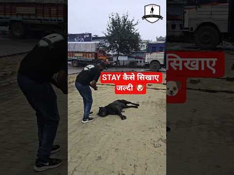 Recent post by SMART DOG TRAINING