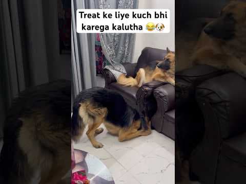 Recent post by Champ The Gsd