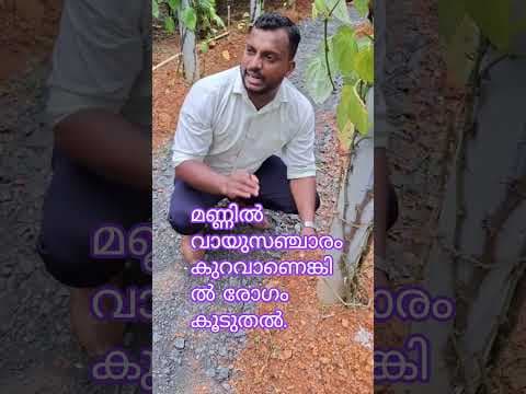 Recent post by കാർഷിക നുറുങ്ങുകൾ By Alfred