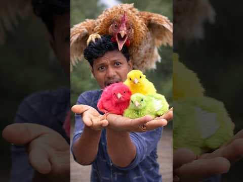 Recent post by Vijay Vlogs