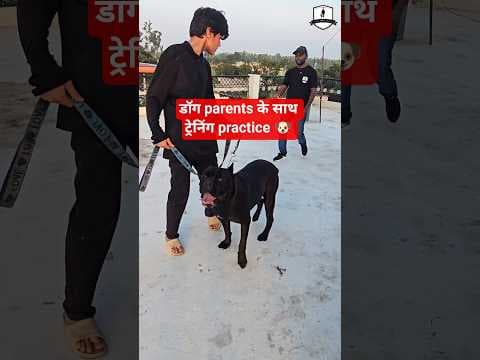 Recent post by SMART DOG TRAINING