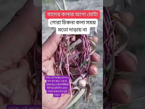 Recent post by Hakim Rashid Naogaon