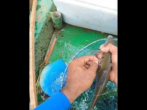 Recent post by Fishy Vlogs - Ajay Thiruvalla