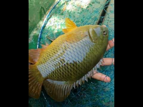 Recent post by Fishy Vlogs - Ajay Thiruvalla