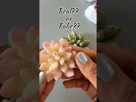 Recent post by Kalyani's corner