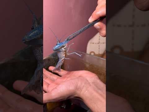Recent post by Pets Man