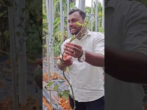 Recent post by കാർഷിക നുറുങ്ങുകൾ By Alfred