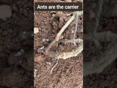 Recent post by Plantation Info {ಕೃಷಿ ಸಲಹೆ}