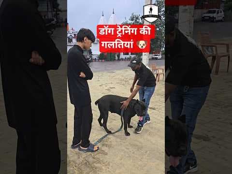 Recent post by SMART DOG TRAINING