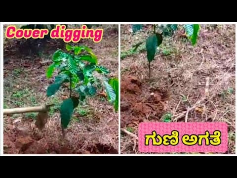 Recent post by Plantation Info {ಕೃಷಿ ಸಲಹೆ}