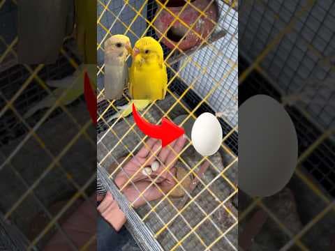 Recent post by Pets Man
