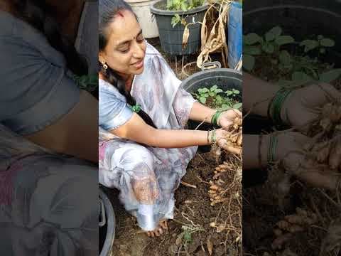 Recent post by TELUGU GARDEN VLOG