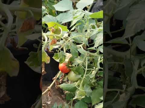 Recent post by TELUGU GARDEN VLOG