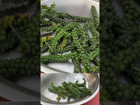 Recent post by Patnam Lo Palleturu by Pinnaka Padma