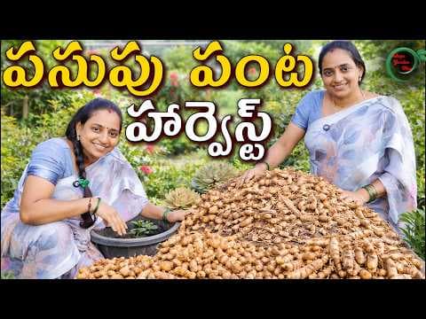 Recent post by TELUGU GARDEN VLOG