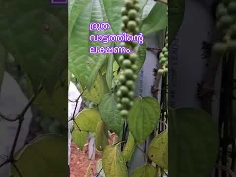 Recent post by കാർഷിക നുറുങ്ങുകൾ By Alfred