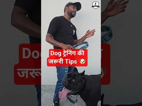 Recent post by SMART DOG TRAINING