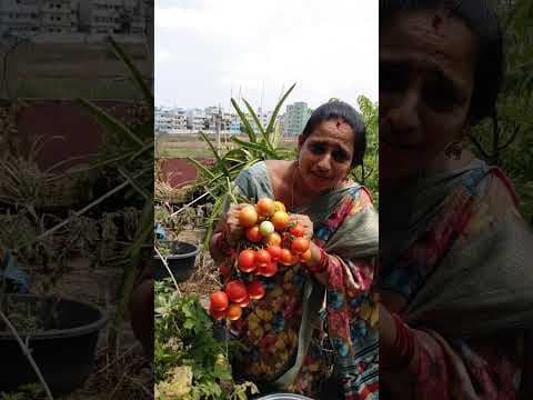 Recent post by TELUGU GARDEN VLOG