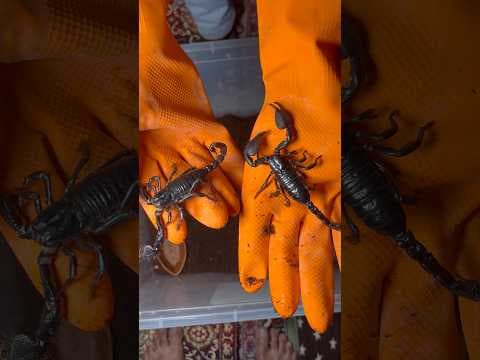 Recent post by Pets Man