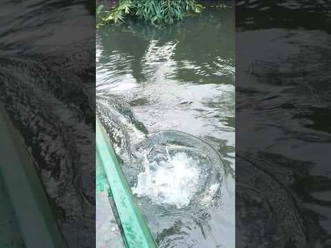 Recent post by Fishy Vlogs - Ajay Thiruvalla