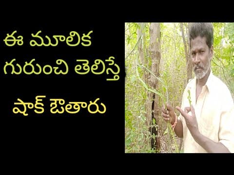 Recent post by ALL AP AYURVEDAM VENKATESH CHANNEL