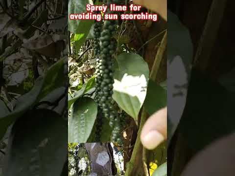 Recent post by Plantation Info {ಕೃಷಿ ಸಲಹೆ}
