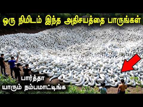 Recent post by Tamil Teazle