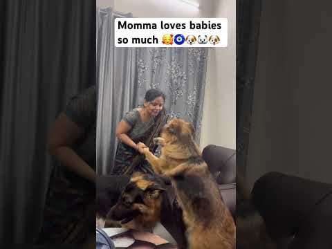 Recent post by Champ The Gsd