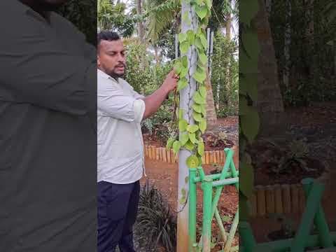 Recent post by കാർഷിക നുറുങ്ങുകൾ By Alfred