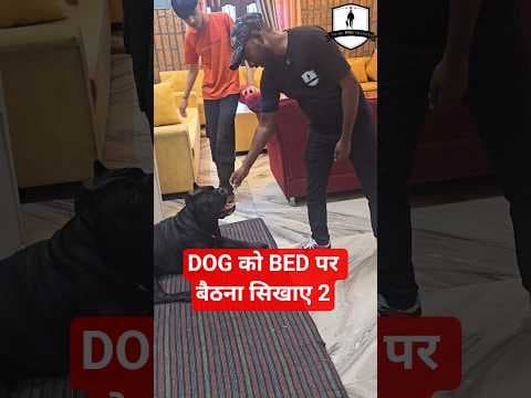 Recent post by SMART DOG TRAINING