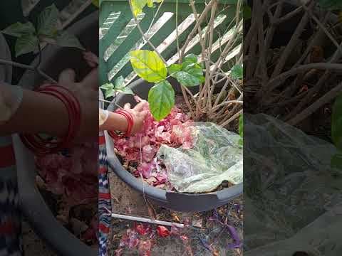 Recent post by TELUGU GARDEN VLOG