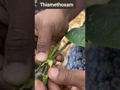 Recent post by Plantation Info {ಕೃಷಿ ಸಲಹೆ}