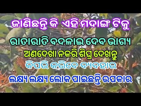 Recent post by Maa jogamaya Abani Pradhan